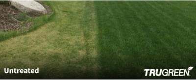 TruGreen Difference - Sample Lawn 1
