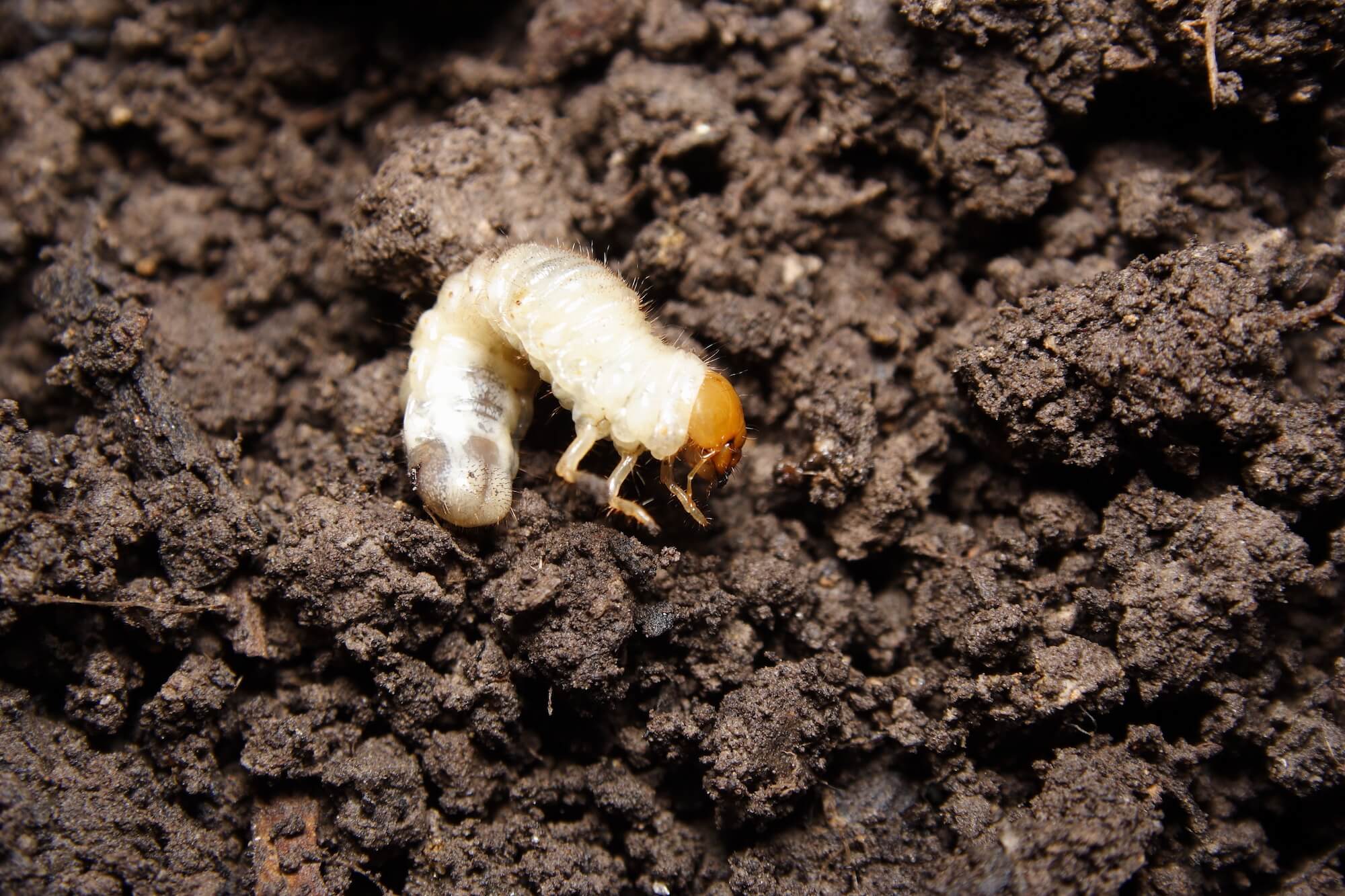 How to Get Rid of Lawn Grubs | TruGreen Lawn Care 877-441-3919